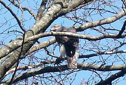 Autour Accipiter Gentilis