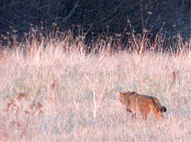 chat sauvage en chasse