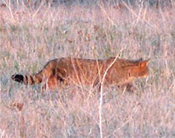 chat sauvage en chasse