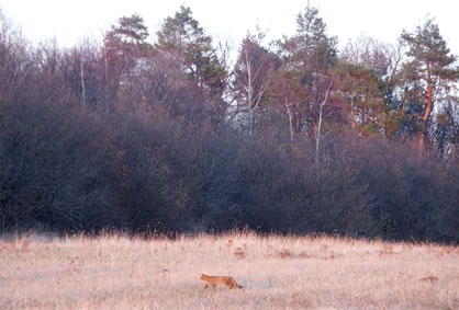 chat sauvage bordure foret