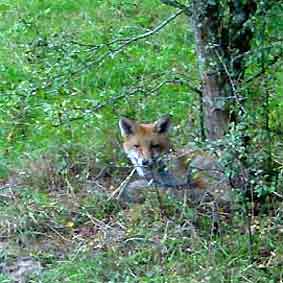 renard adolescent