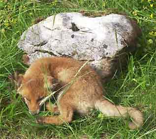 renard roux au repos