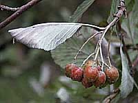 champignons