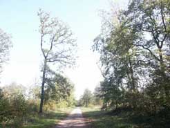 colchique