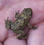 Glands